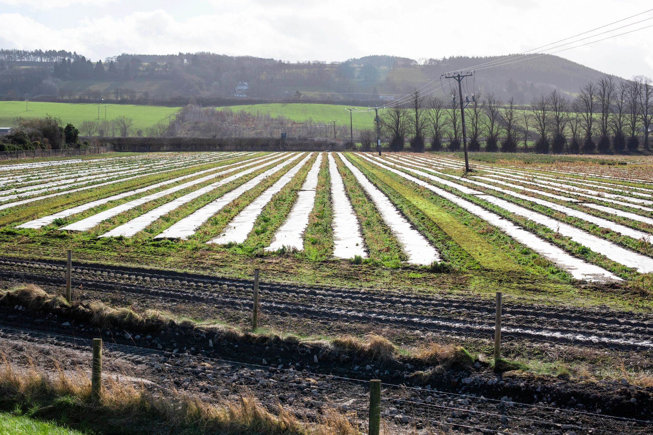 Cultivated field in a rural landscape